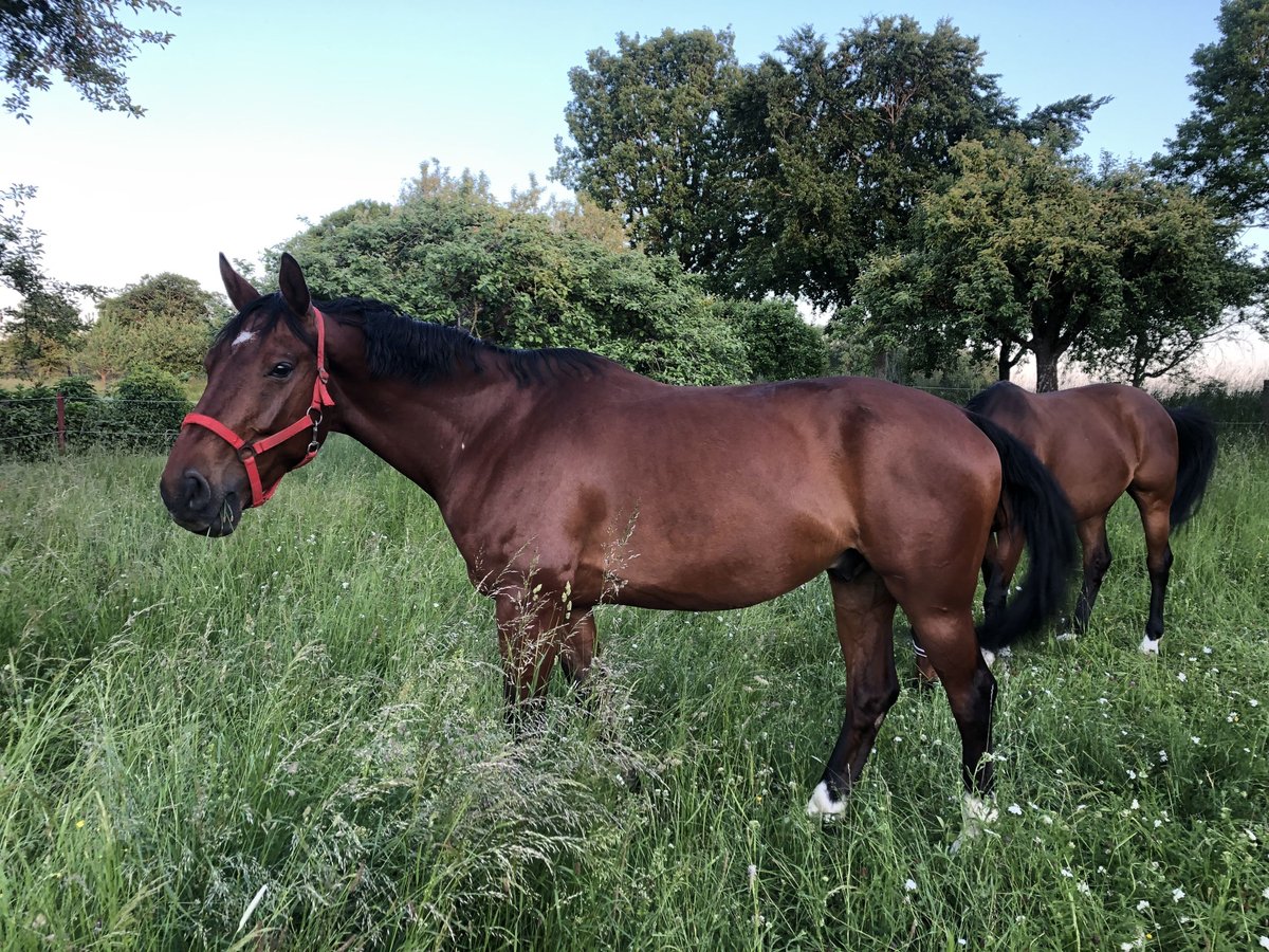Württemberger Wallach 12 Jahre 171 cm Brauner in Syrgenstein Württemberger Wallach 12 Jahre 171 cm Brauner in Syrgenstein