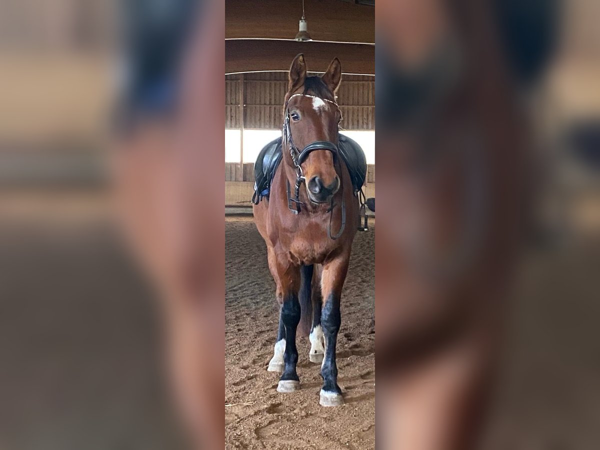 Württemberger Wallach 12 Jahre 172 cm Dunkelbrauner in Stuttgart