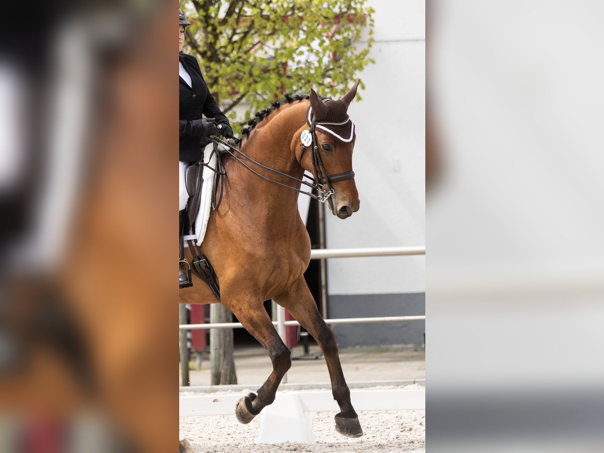 Württemberger Wallach 12 Jahre 178 cm Brauner in Wiesloch