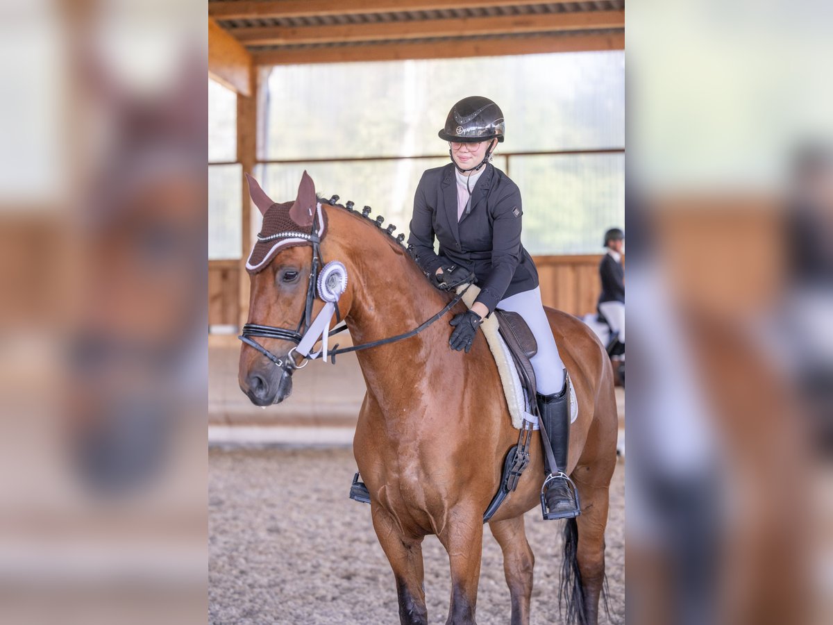 Württemberger Wallach 12 Jahre 178 cm Brauner in Wiesloch