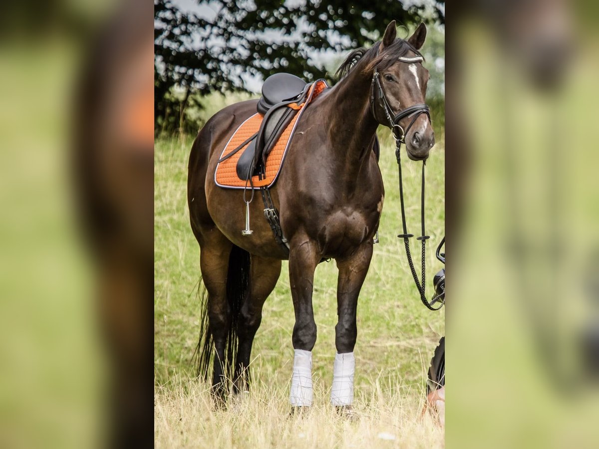 Württemberger Wallach 13 Jahre 167 cm Dunkelbrauner in Wangels