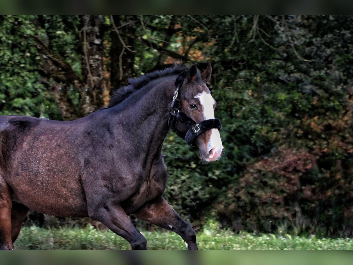 Württemberger Wallach 14 Jahre 167 cm Dunkelbrauner in Bischofswiesen