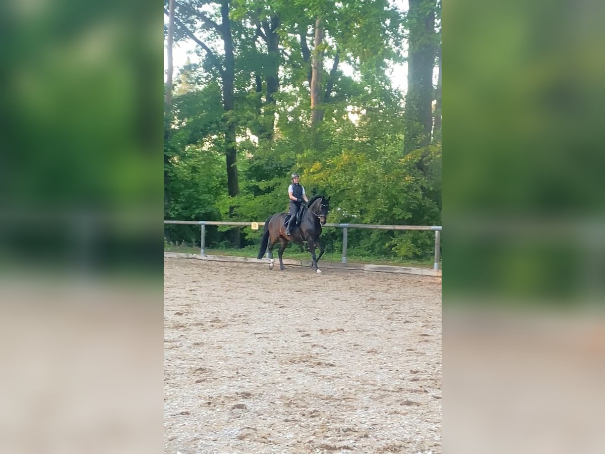 Württemberger Wallach 14 Jahre 168 cm Dunkelbrauner in Dobel