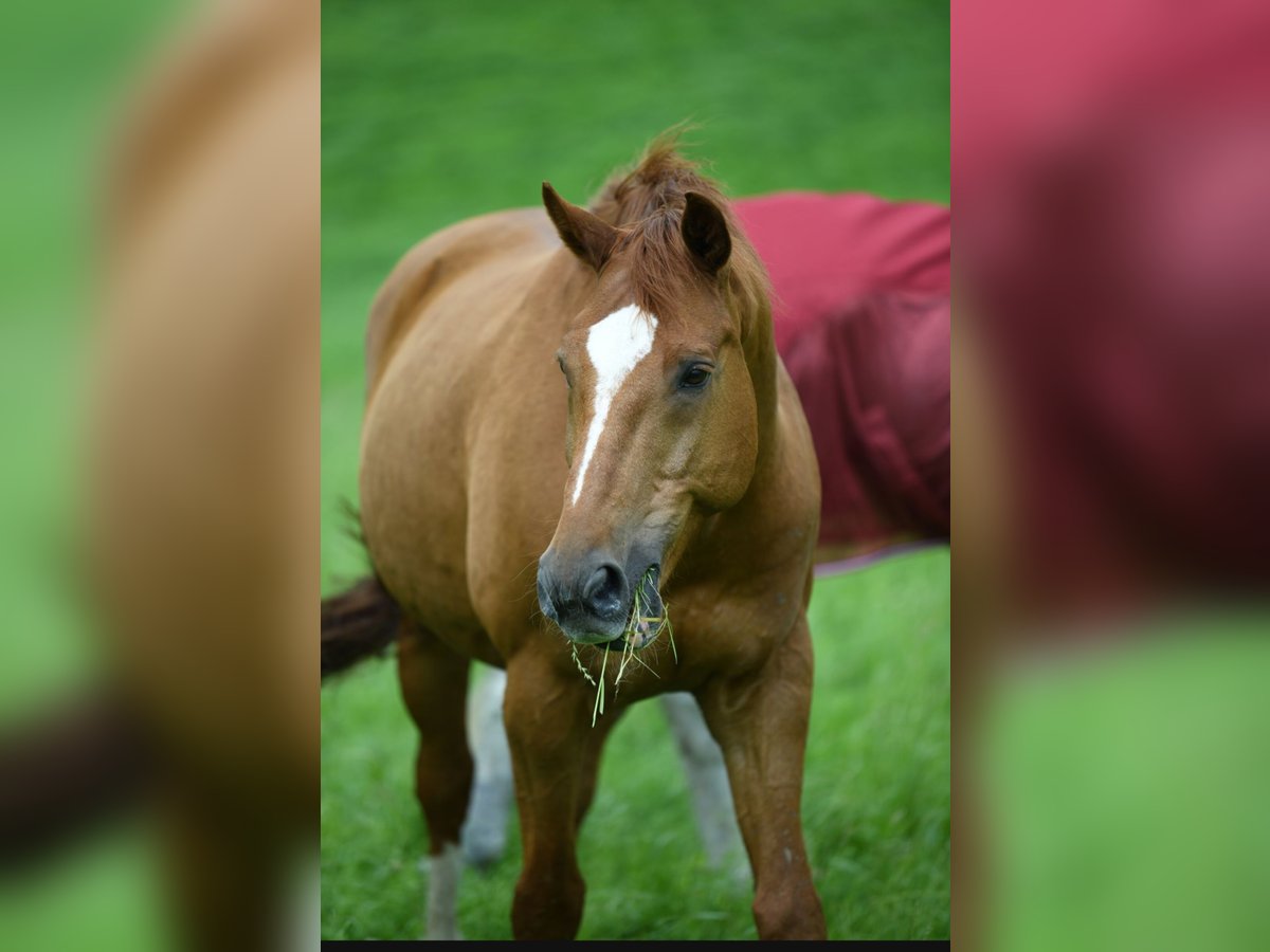Württemberger Wallach 14 Jahre 174 cm Fuchs in Hattingen