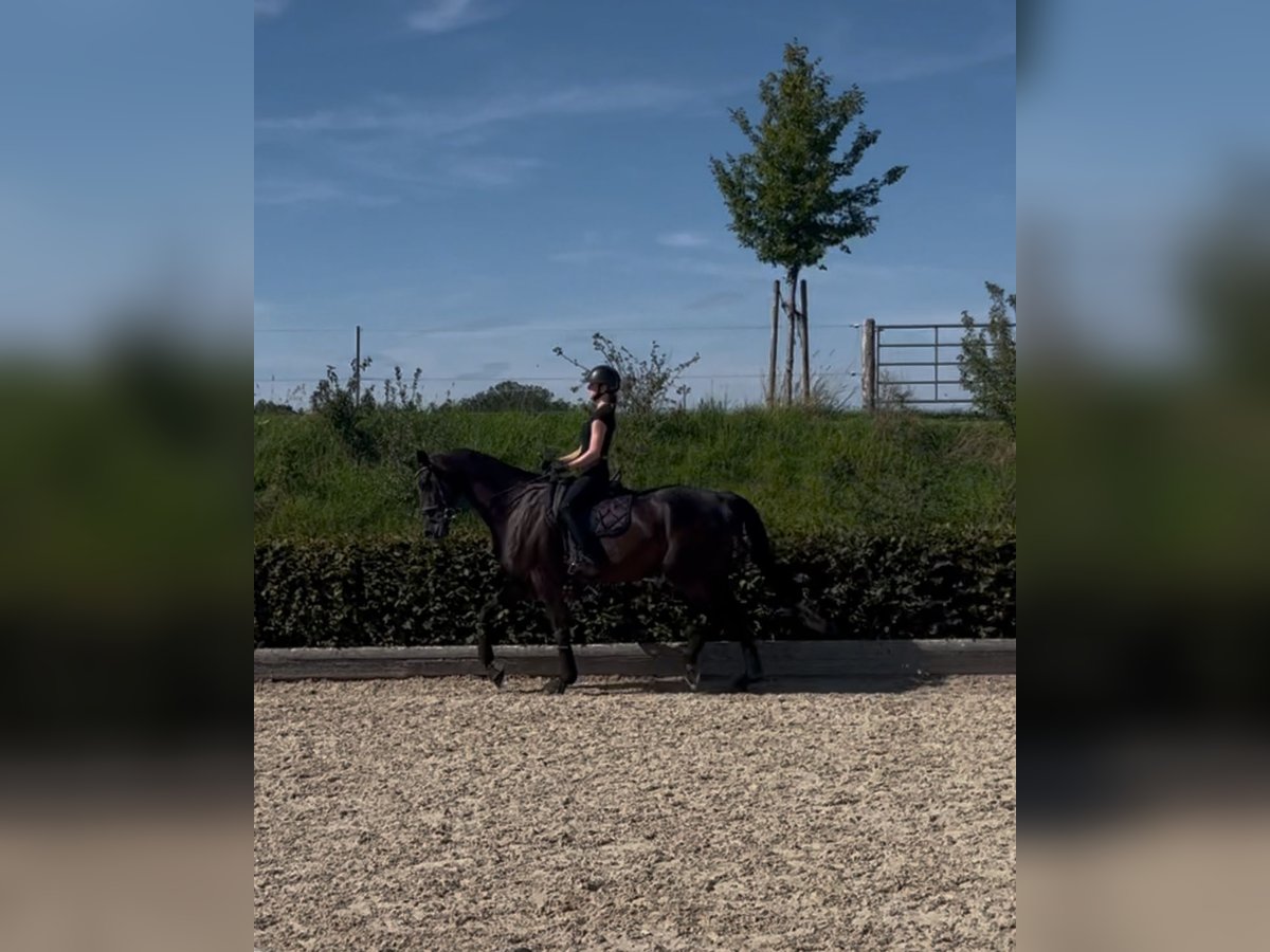 Württemberger Wallach 14 Jahre 179 cm Rappe in Donzdorf