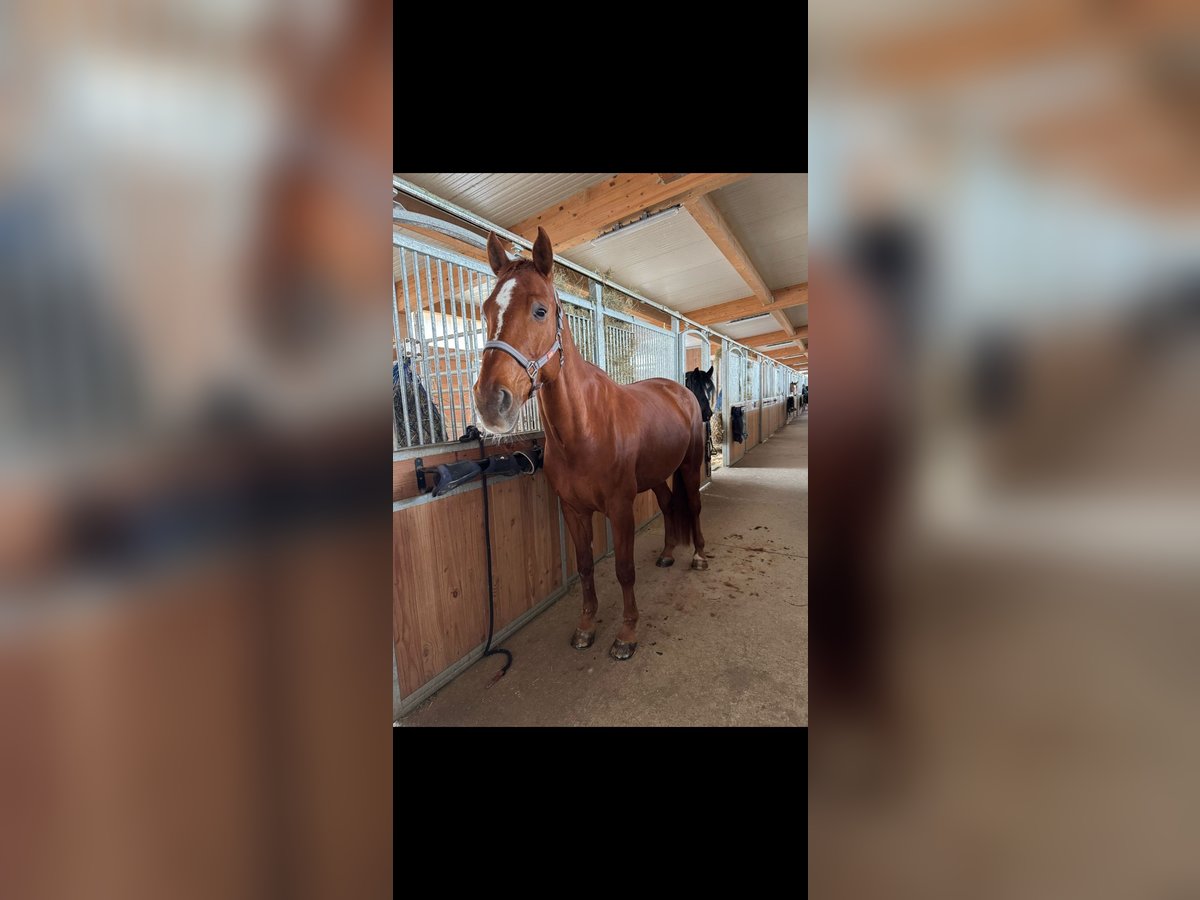 Württemberger Wallach 15 Jahre 165 cm Fuchs in Marbach am Neckar