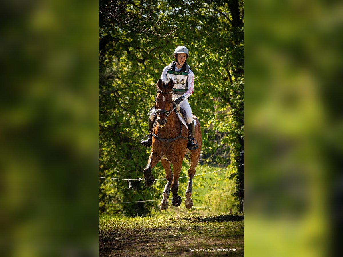 Württemberger Wallach 15 Jahre 175 cm Brauner in Bietigheim-Bissingen
