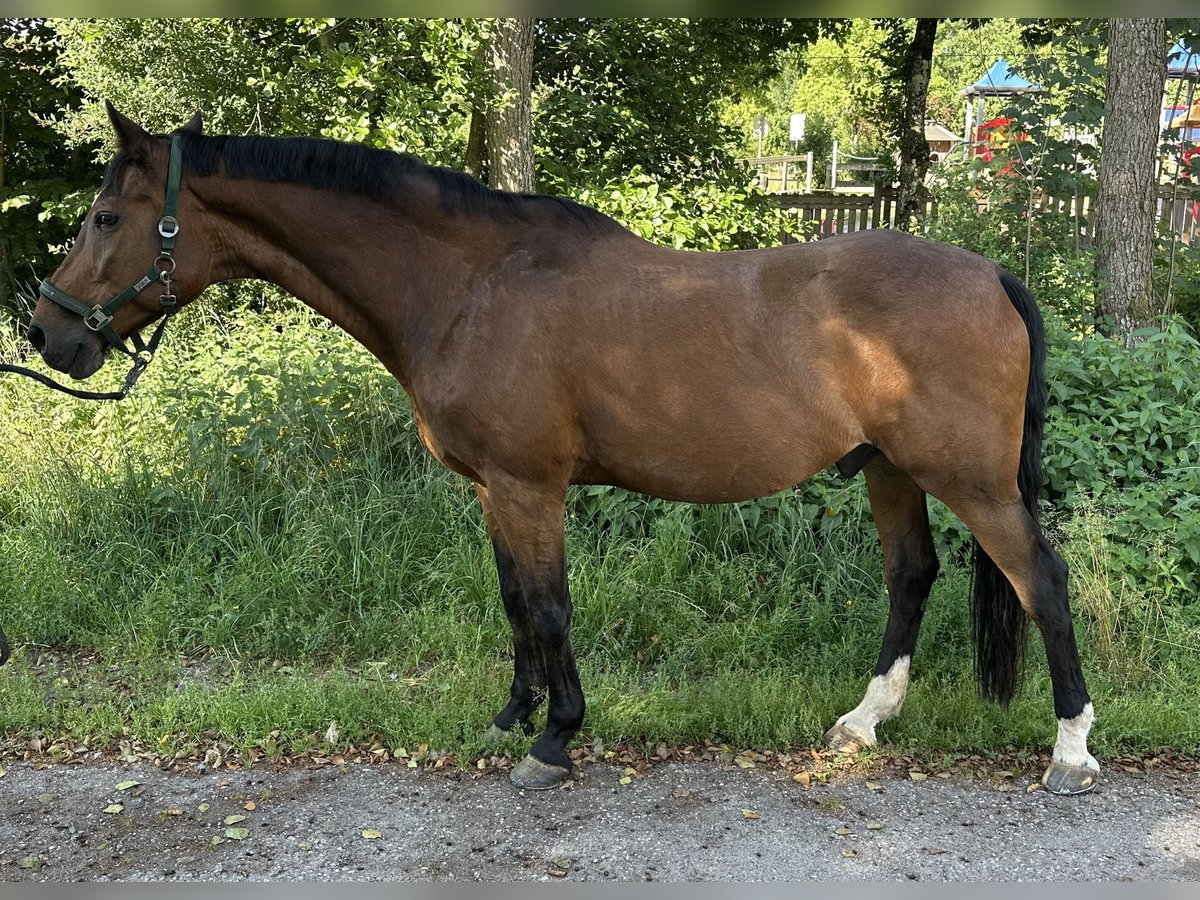Württemberger Wallach 16 Jahre 172 cm Brauner in Rudersberg