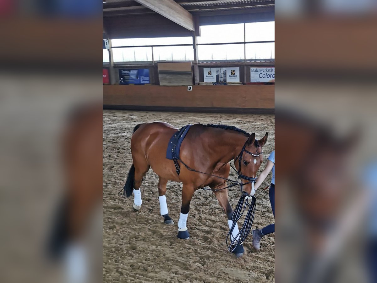 Württemberger Wallach 16 Jahre 172 cm Brauner in Aalen