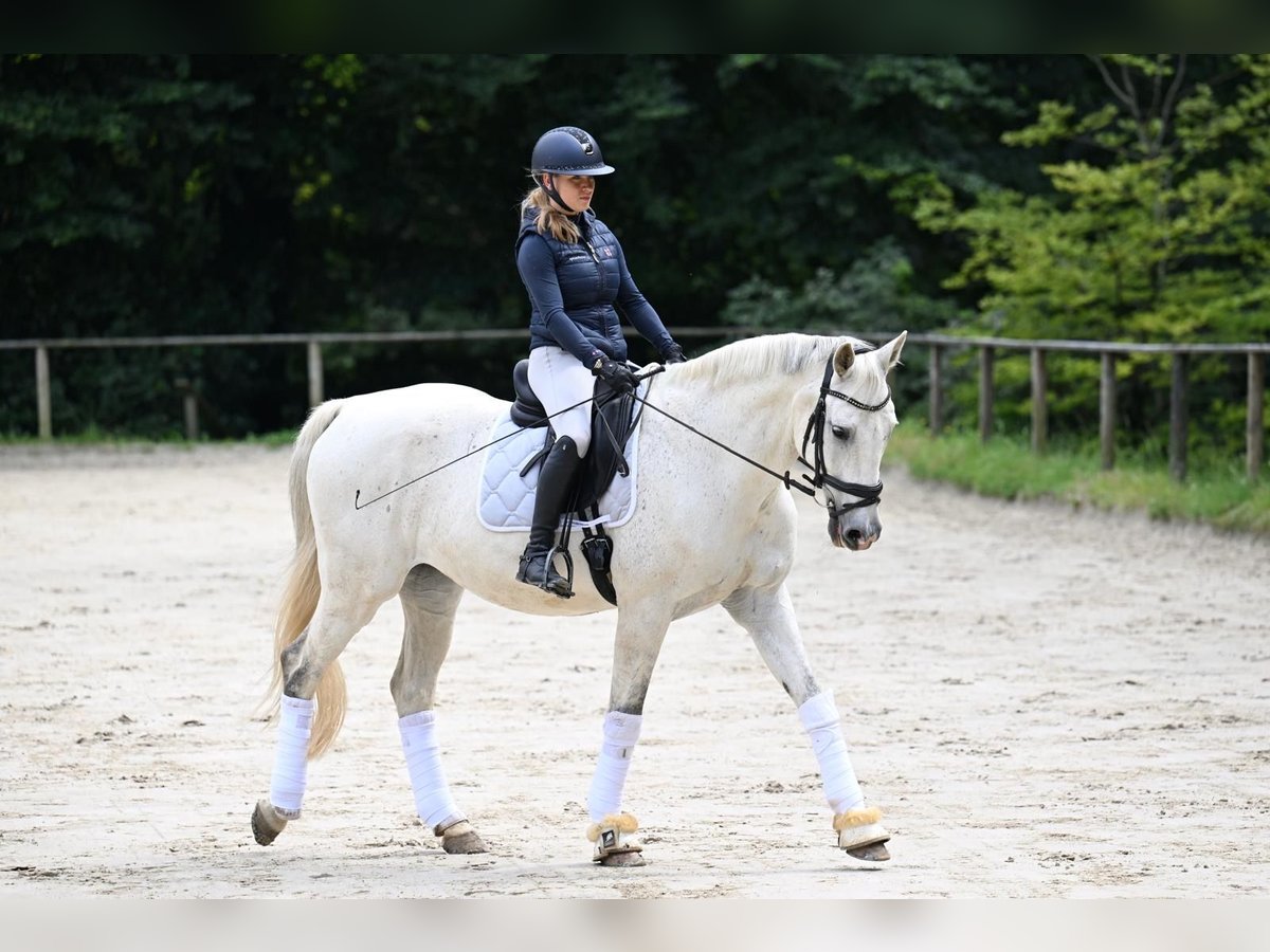 Württemberger Wallach 16 Jahre 172 cm Schimmel in Wuppertal