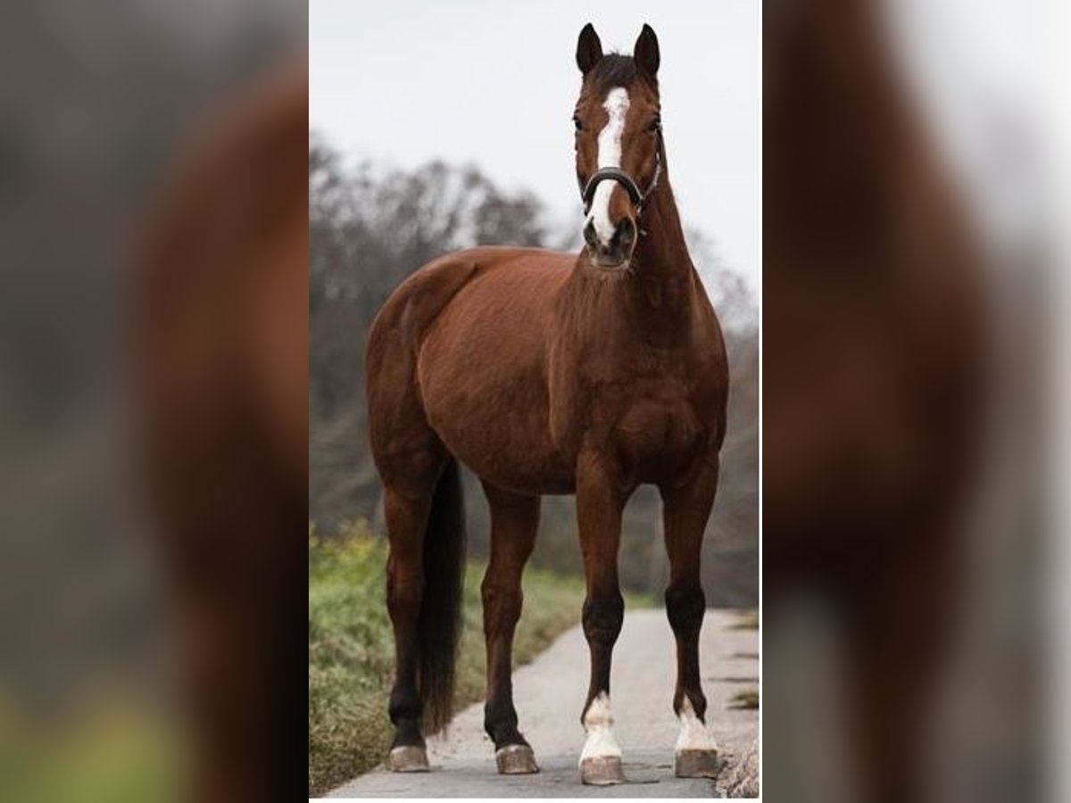 Württemberger Wallach 18 Jahre 178 cm Brauner in Niederstetten Württemberger Wallach 18 Jahre 178 cm Brauner in Niederstetten