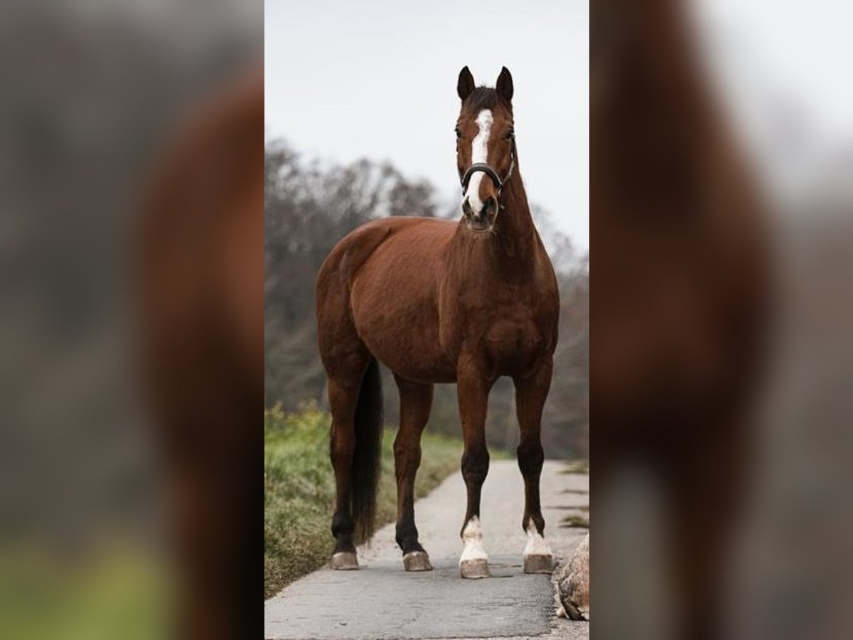 Württemberger Wallach 18 Jahre 179 cm Brauner in Niederstetten