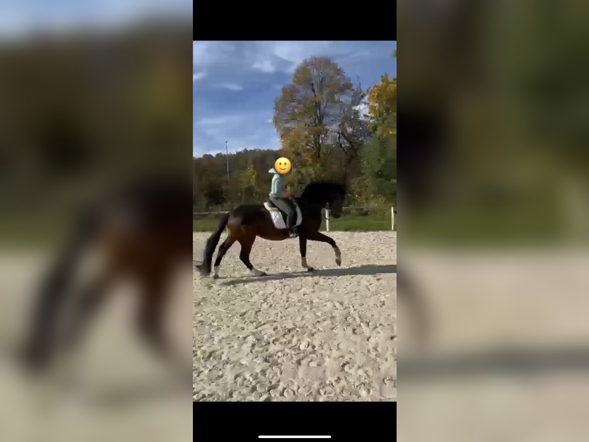 Württemberger Wallach 4 Jahre 173 cm Dunkelbrauner in Herbrechtingen