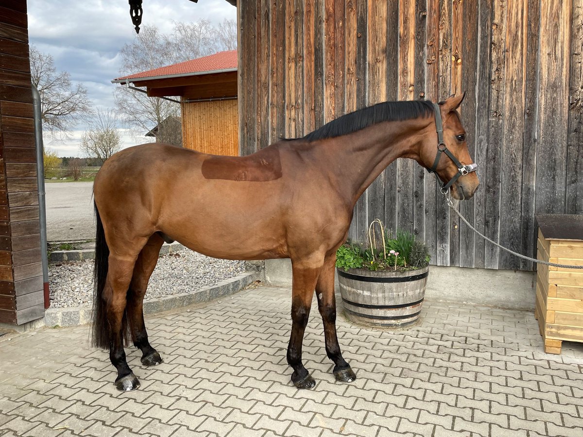 Wurttemberg-häst (Schwarzwaldhäst) Valack 12 år 170 cm Brun in Hohenlinden