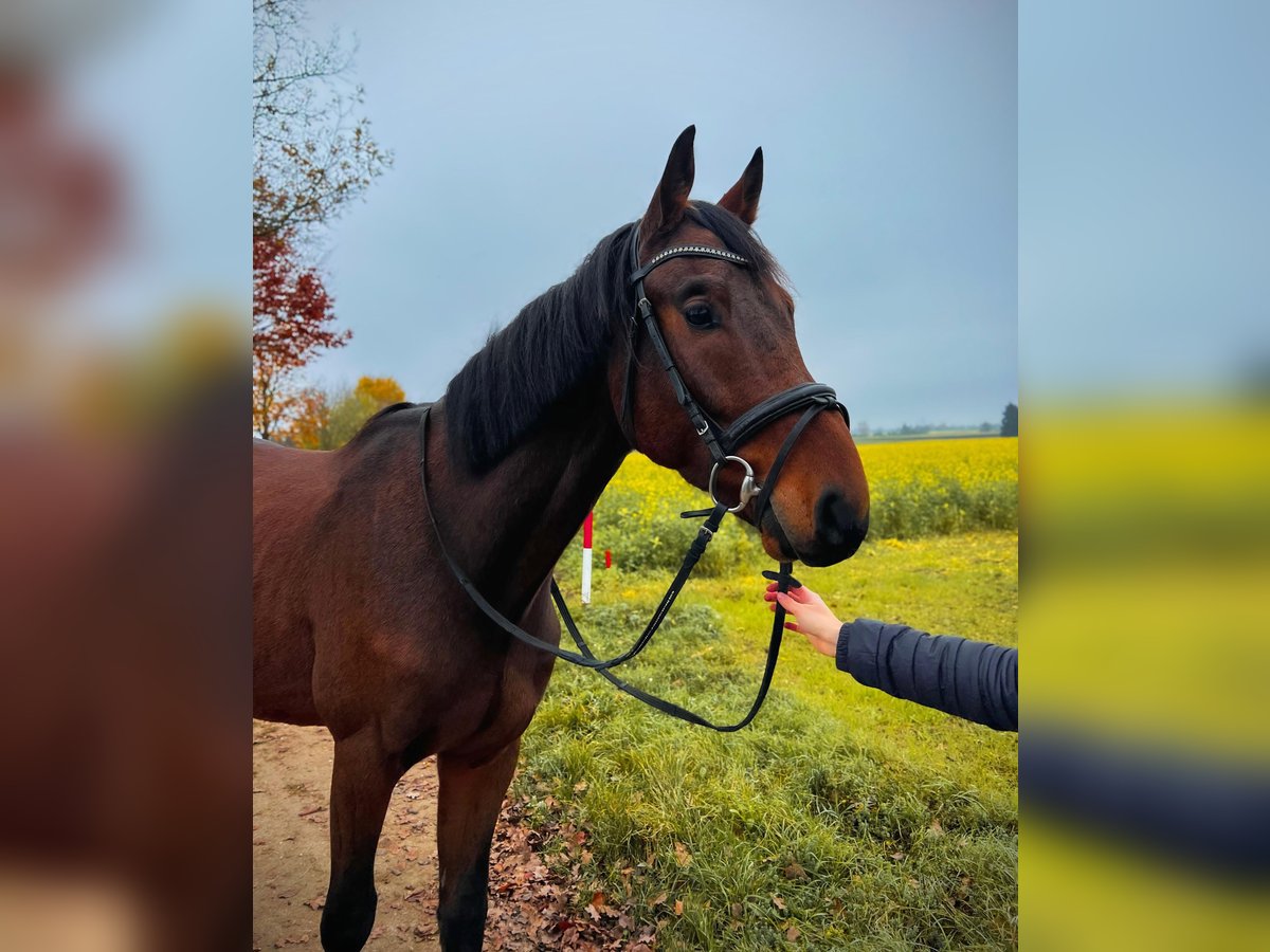 Wurttemberg-häst (Schwarzwaldhäst) Valack 3 år Brun in Sontheim an der Brenz