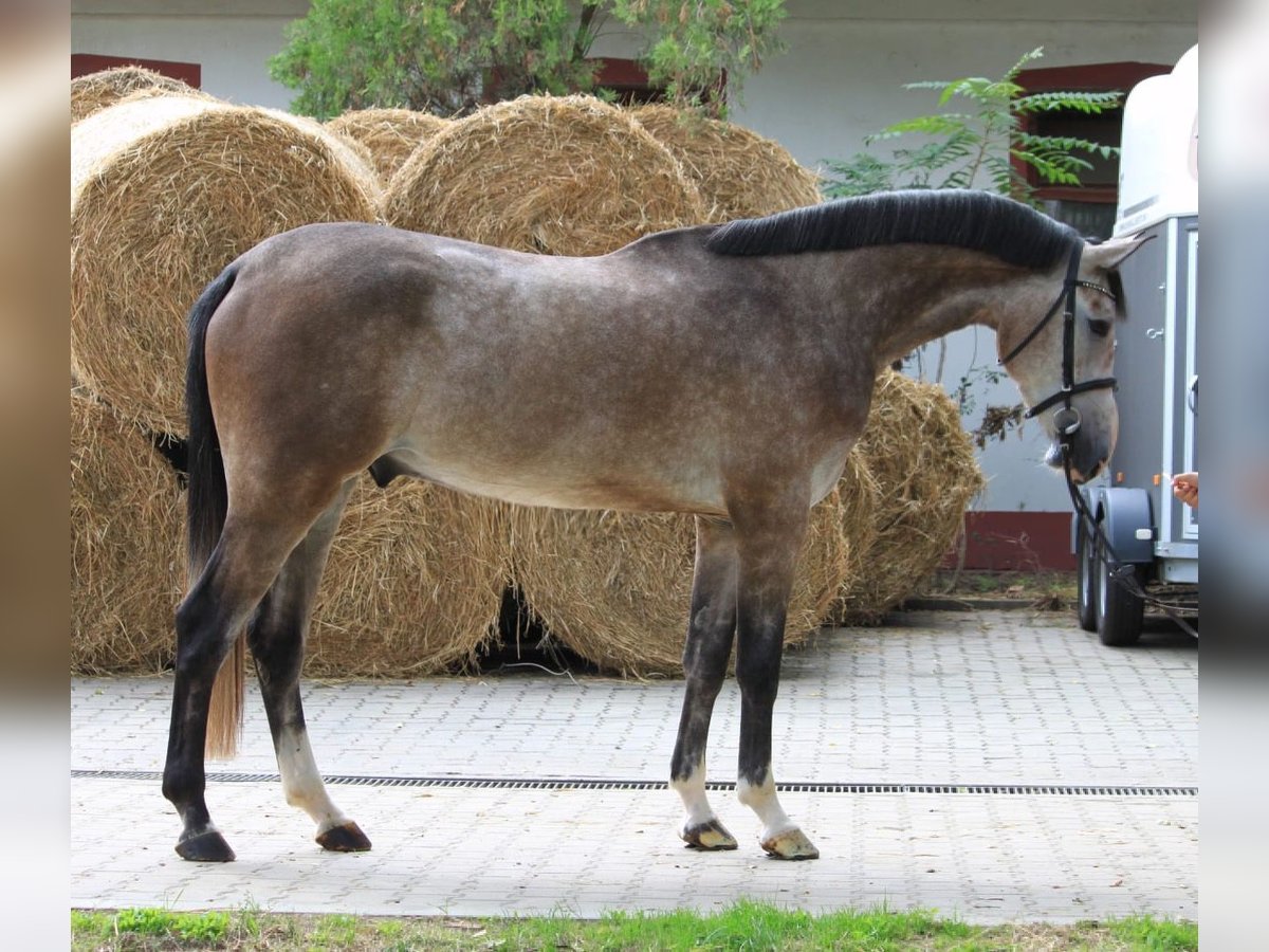Wurttemberg-häst (Schwarzwaldhäst) Valack 5 år 175 cm in Gerolzhofen