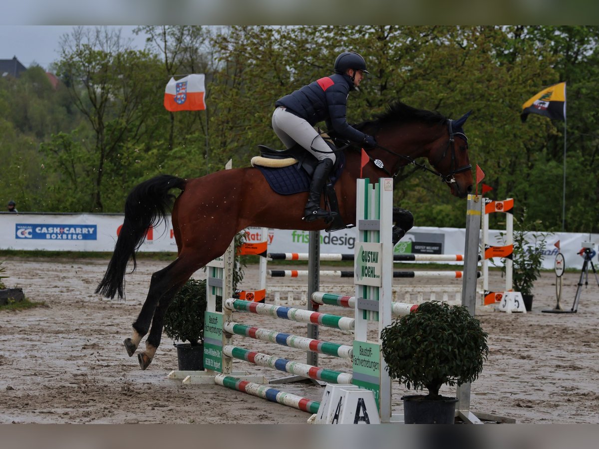 Zangersheide Caballo castrado 10 años 167 cm Castaño in Ensch