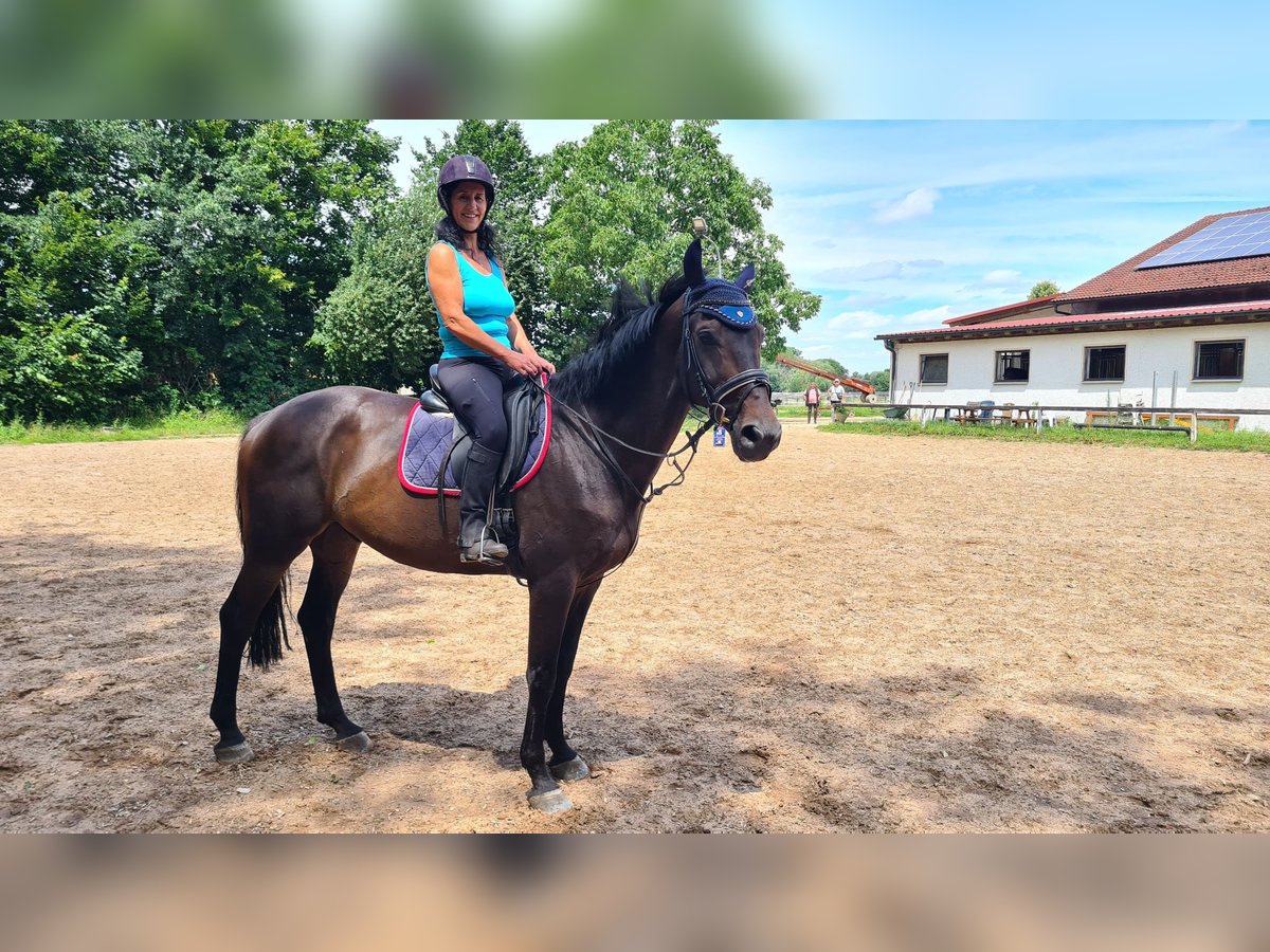 Zangersheide Caballo castrado 10 años 167 cm Castaño oscuro in Neuburg an der Donau