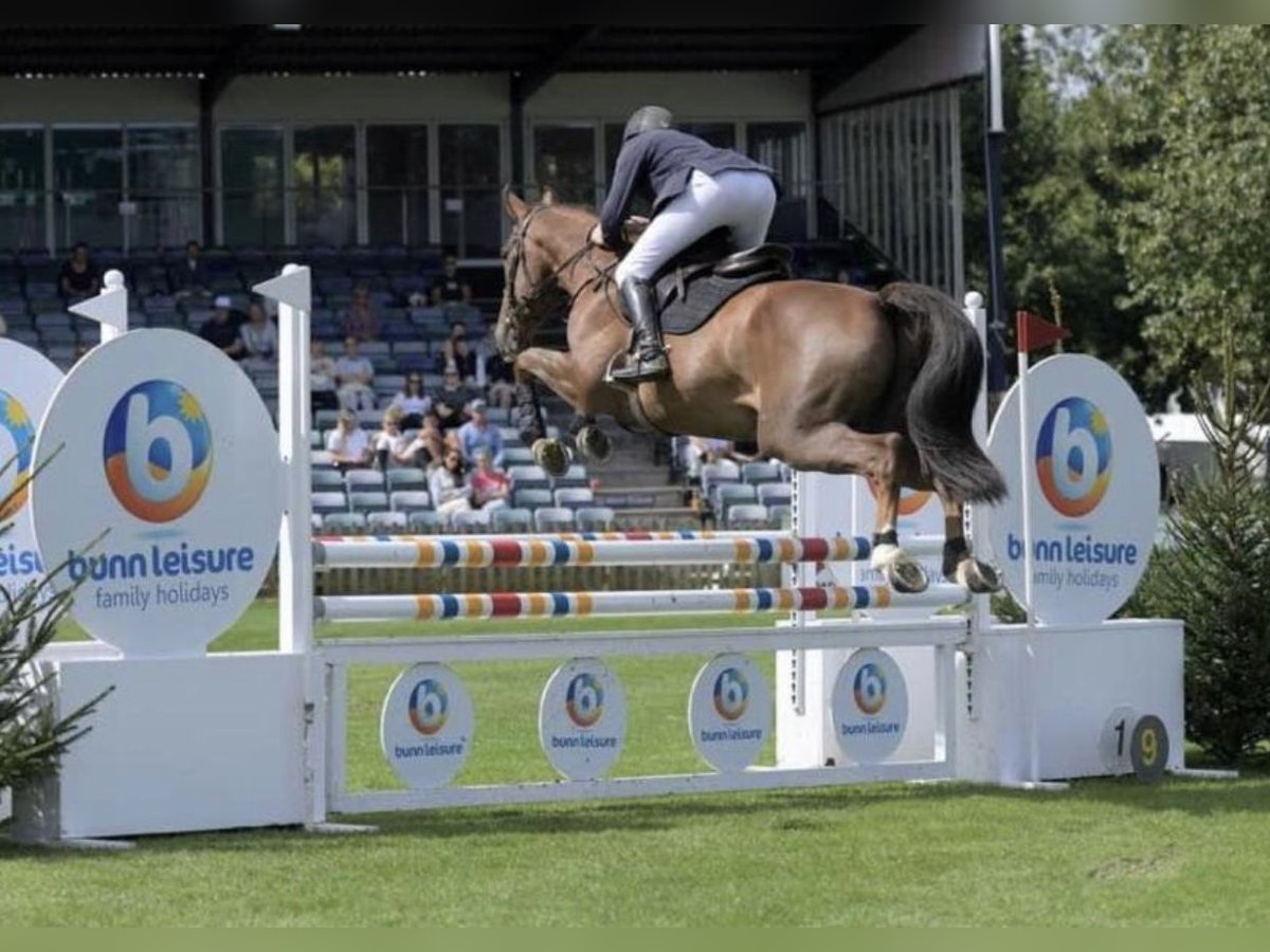 Zangersheide Caballo castrado 10 años 169 cm in Canterbury