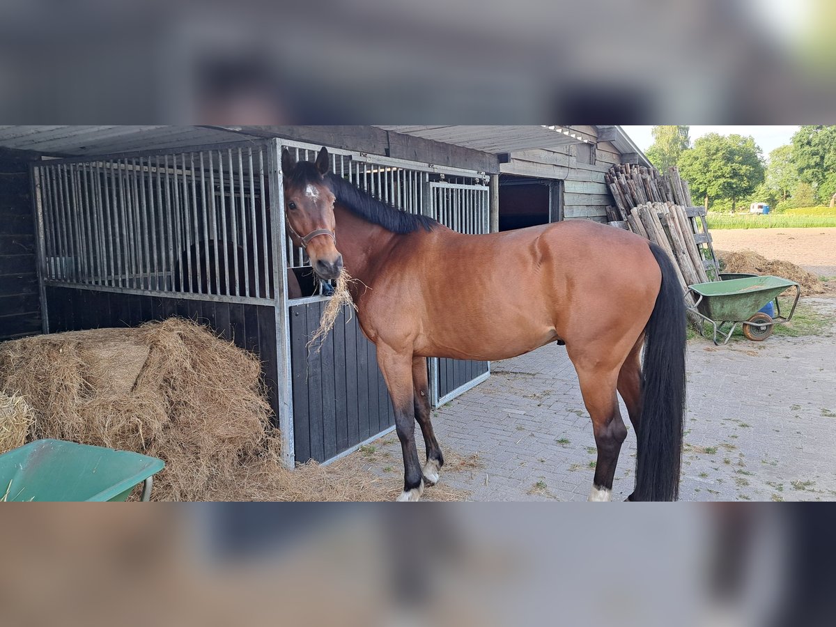 Zangersheide Caballo castrado 10 años 172 cm Castaño in Den Dungen