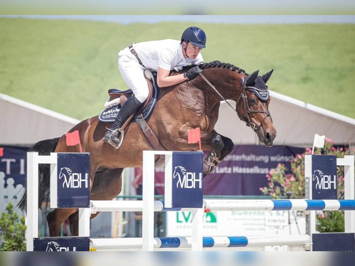 Zangersheide Caballo castrado 10 años 172 cm Castaño oscuro in HeldrungenOberheldrungen