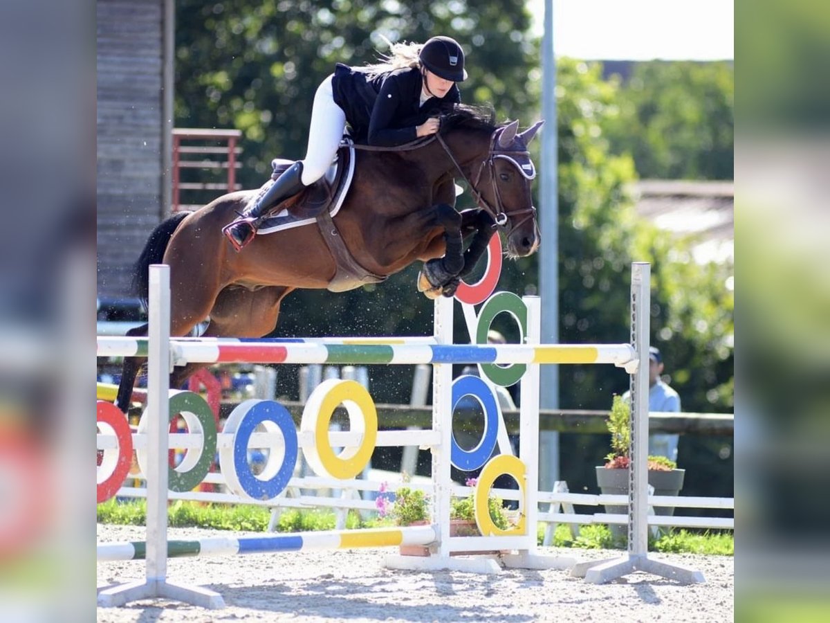 Zangersheide Caballo castrado 11 años 165 cm Castaño oscuro in Batzendorf