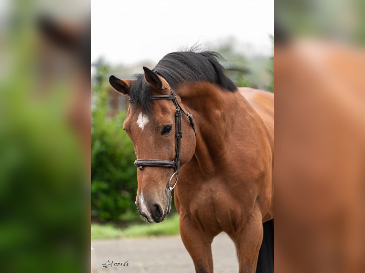 Zangersheide Caballo castrado 11 años Castaño in Bladel