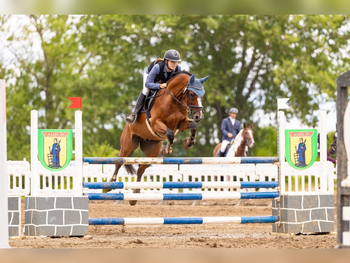 Zangersheide Caballo castrado 12 años 160 cm Castaño in Meuselwitz