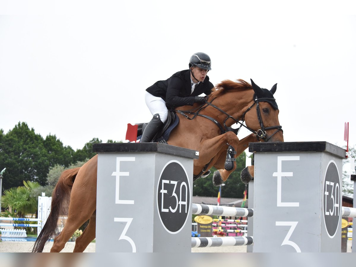 Zangersheide Caballo castrado 12 años 170 cm Alazán-tostado in Winterswijk