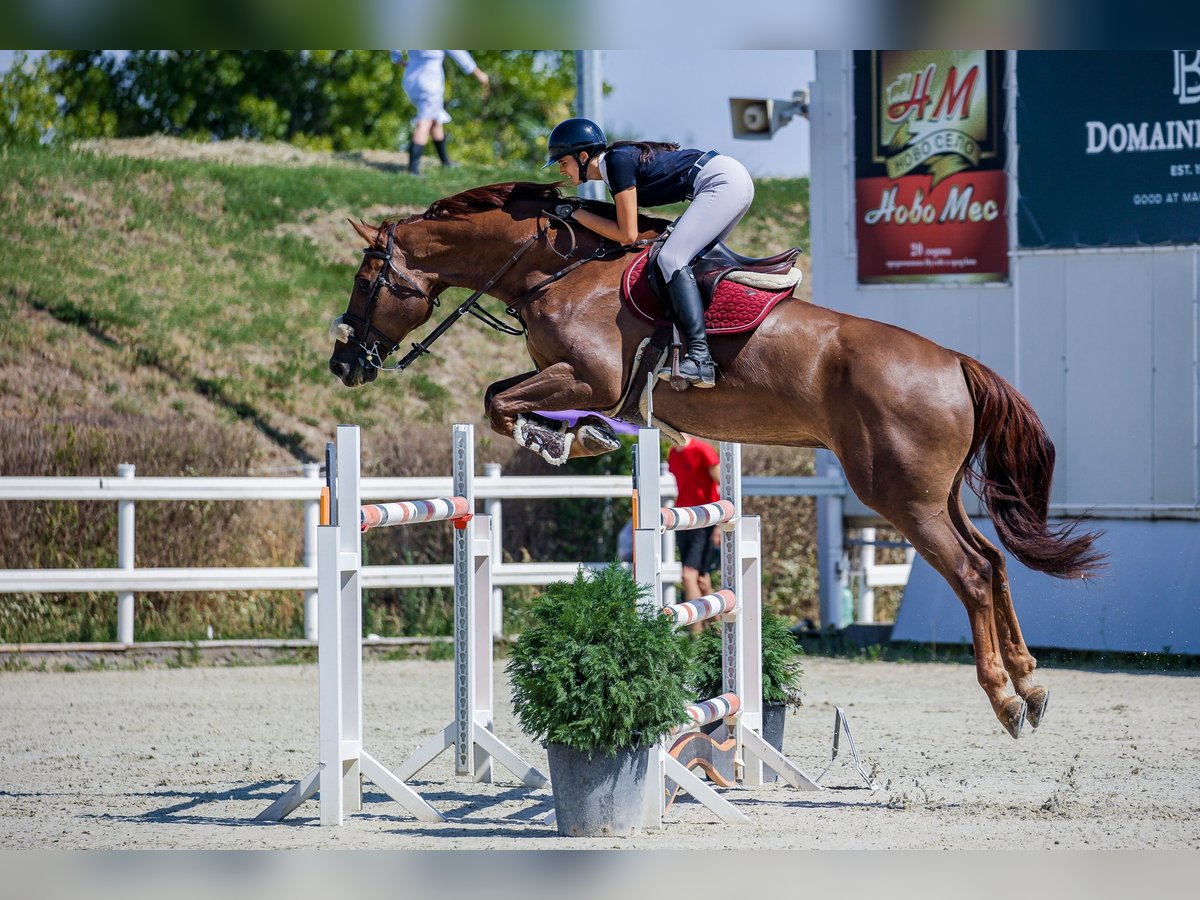 Zangersheide Caballo castrado 12 años 180 cm Alazán-tostado in &#x418;&#x445;&#x442;&#x438;&#x43C;&#x430;&#x43D; / Ikhtiman