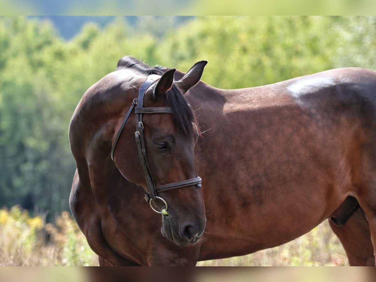Zangersheide Caballo castrado 12 años Castaño in Neunkirchen/Saar