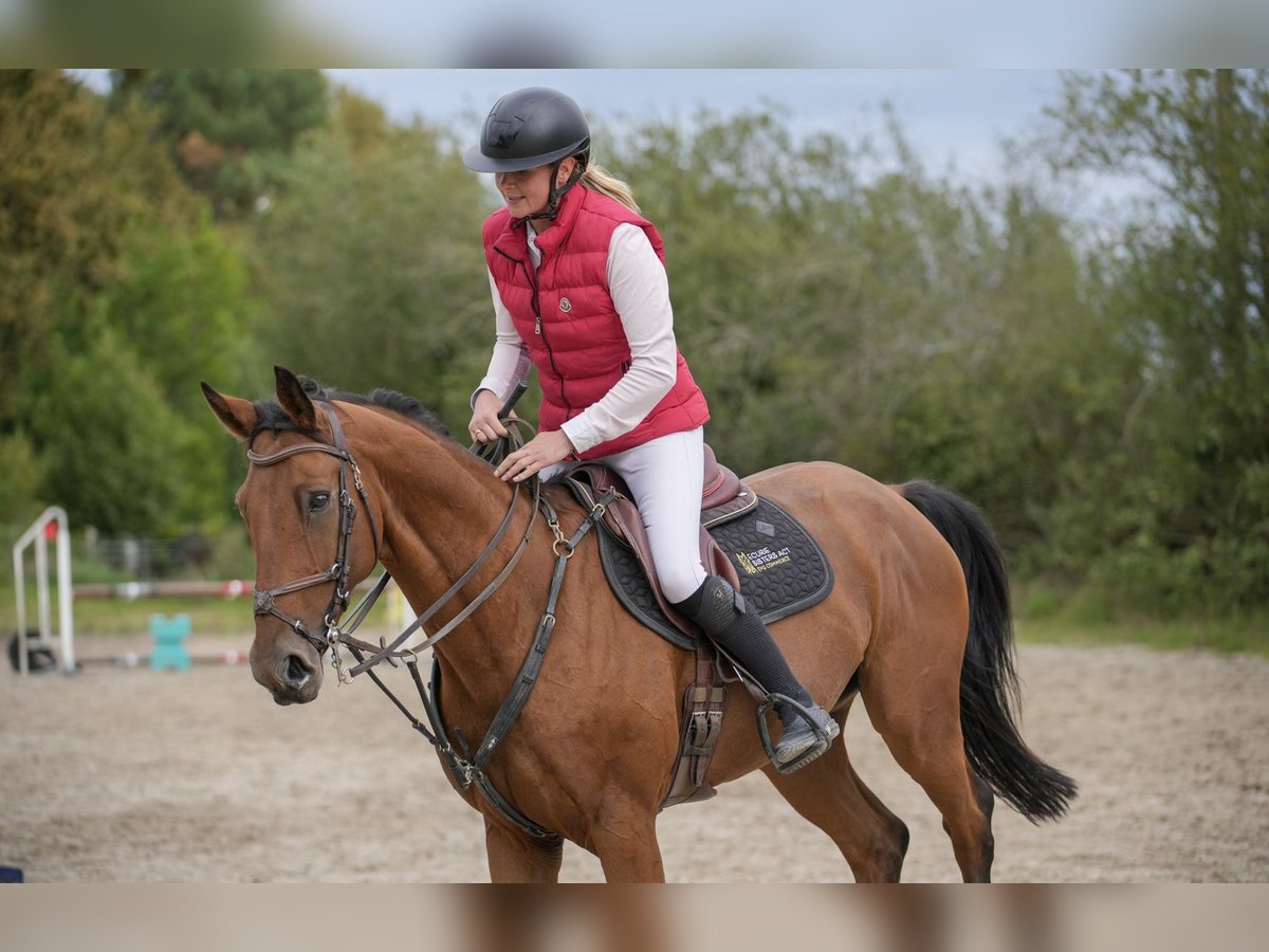 Zangersheide Caballo castrado 13 años 167 cm Morcillo in Marmande