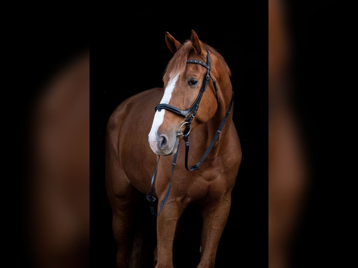 Zangersheide Caballo castrado 13 años 180 cm Alazán in Weißenfels