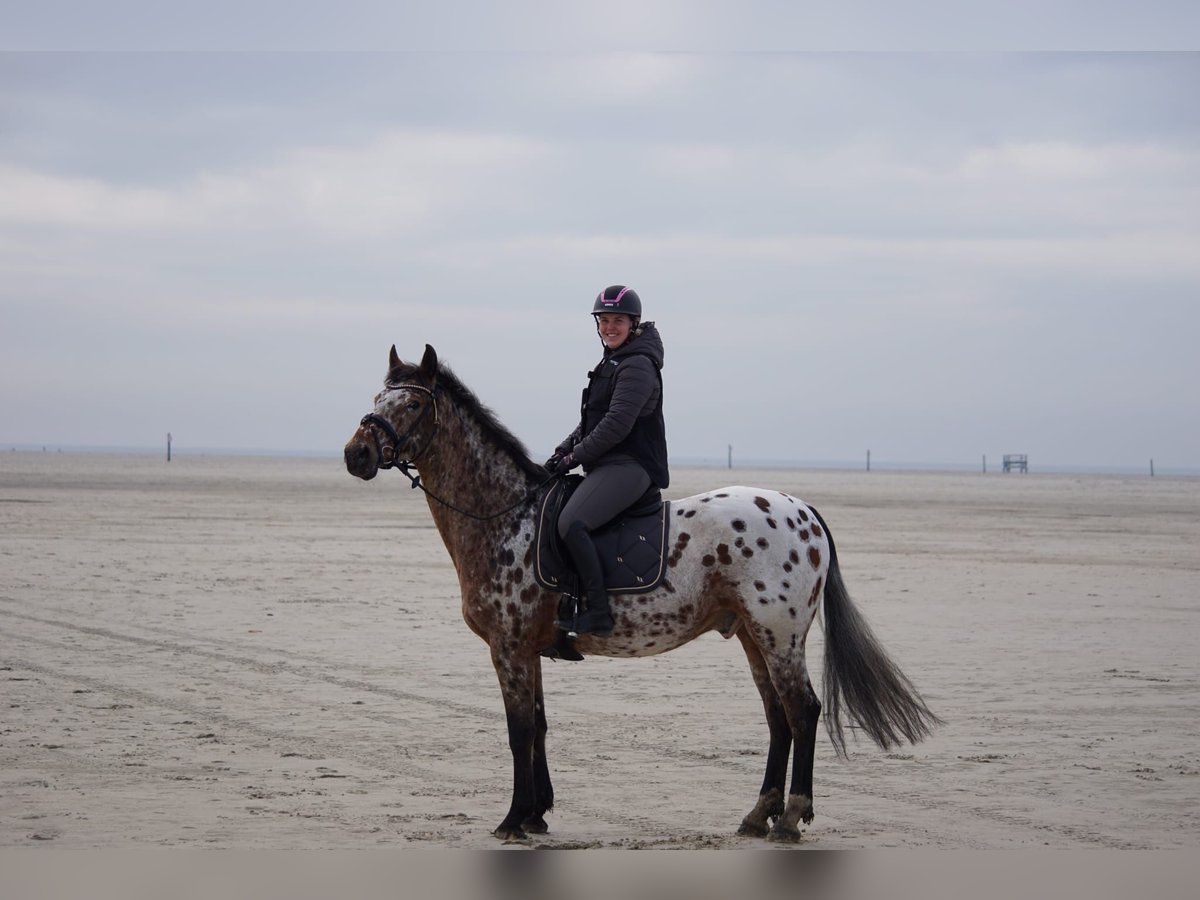Zangersheide Caballo castrado 14 años 165 cm Atigrado/Moteado in Bremen Zangersheide Caballo castrado 14 años 165 cm Atigrado/Moteado in Bremen