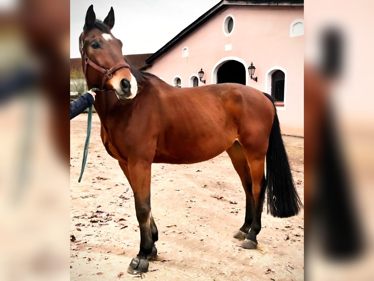 Zangersheide Caballo castrado 14 años 170 cm Castaño in Pyrbaum