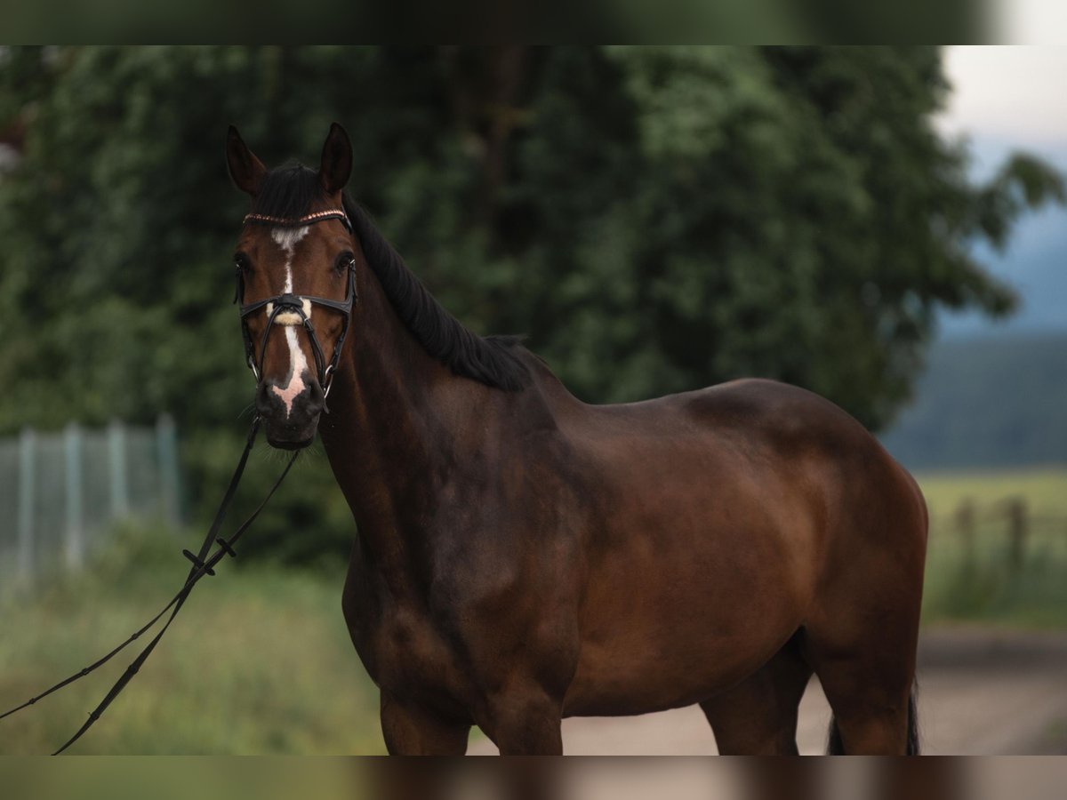 Zangersheide Caballo castrado 14 años 183 cm Castaño in Villach