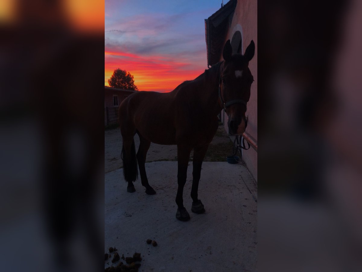 Zangersheide Caballo castrado 15 años 170 cm Castaño in Pyrbaum