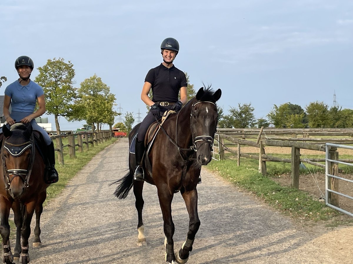 Zangersheide Caballo castrado 15 años 175 cm Castaño oscuro in Grevenbroich