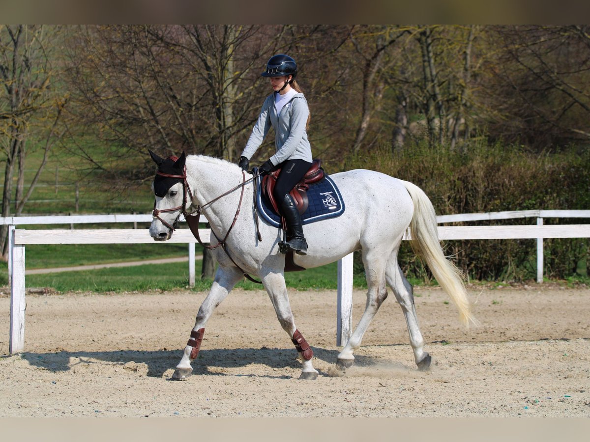 Zangersheide Caballo castrado 17 años 168 cm Tordo in Tabajd