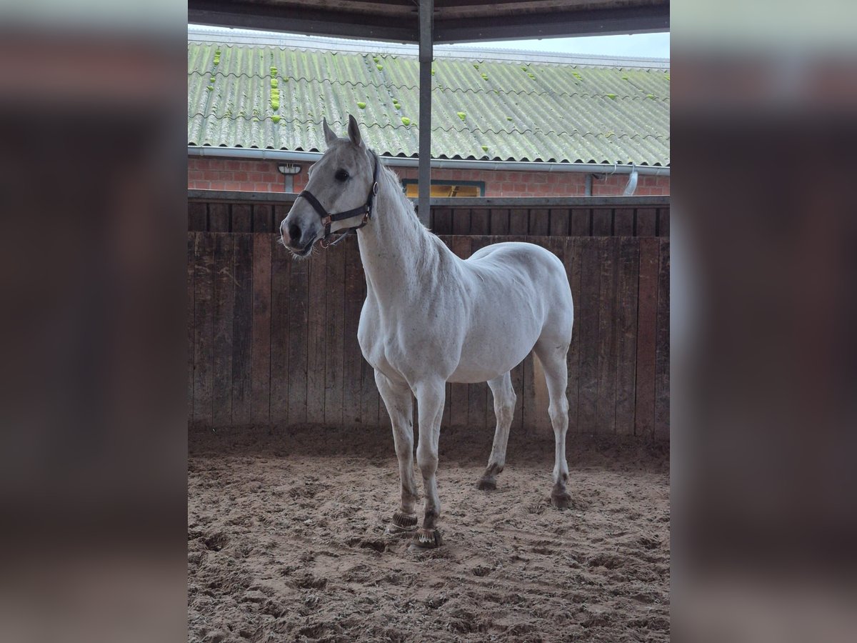 Zangersheide Caballo castrado 19 años 175 cm Tordo in Ribnitz-Damgarten