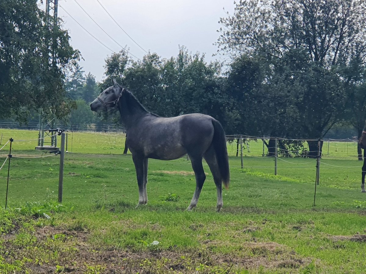 Zangersheide Caballo castrado 1 año Tordo rodado in Loučeň Zangersheide Caballo castrado 1 año Tordo rodado in Loučeň