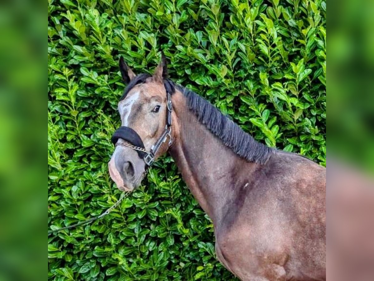 Zangersheide Caballo castrado 2 años 164 cm Musgo in Gangelt