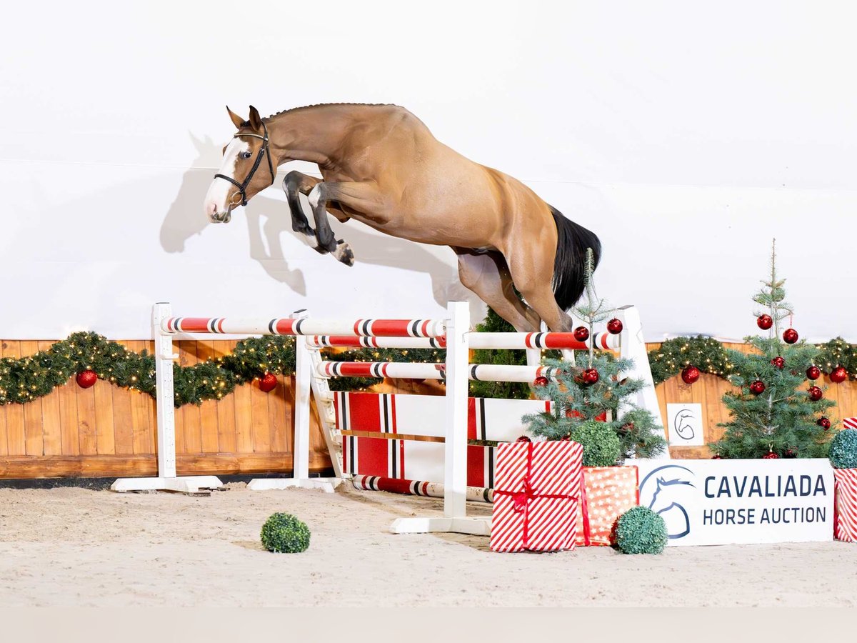 Zangersheide Caballo castrado 2 años 165 cm Castaño in Poznań