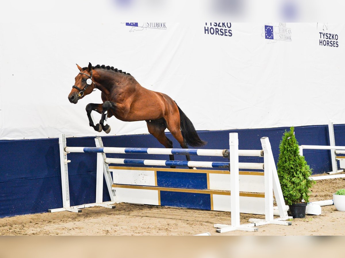 Zangersheide Caballo castrado 2 años 167 cm Castaño rojizo in Bychawa