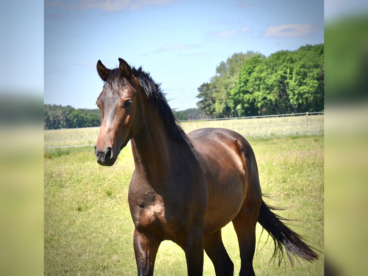 Zangersheide Caballo castrado 2 años 168 cm Castaño oscuro in Brandenburg an der Havel