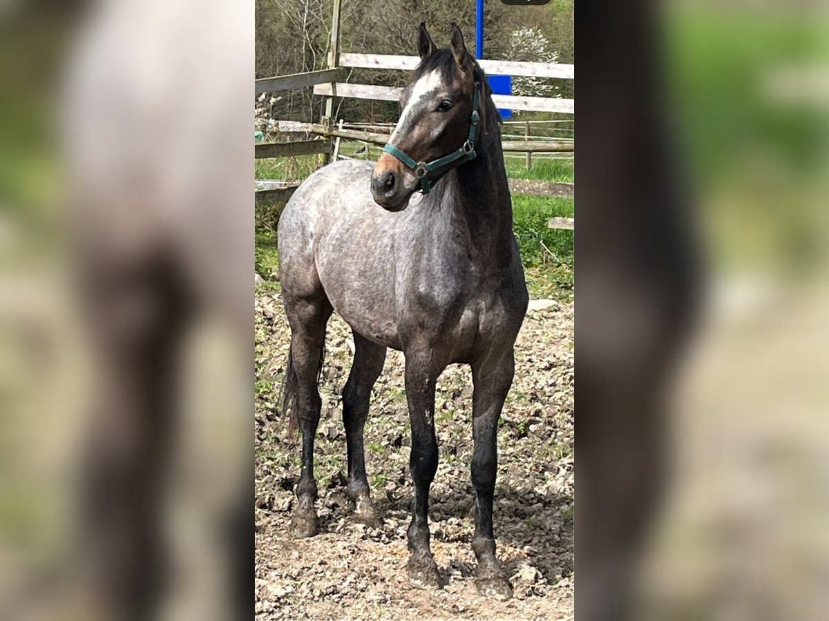 Zangersheide Caballo castrado 2 años 170 cm Musgo marrón in Hellertshausen