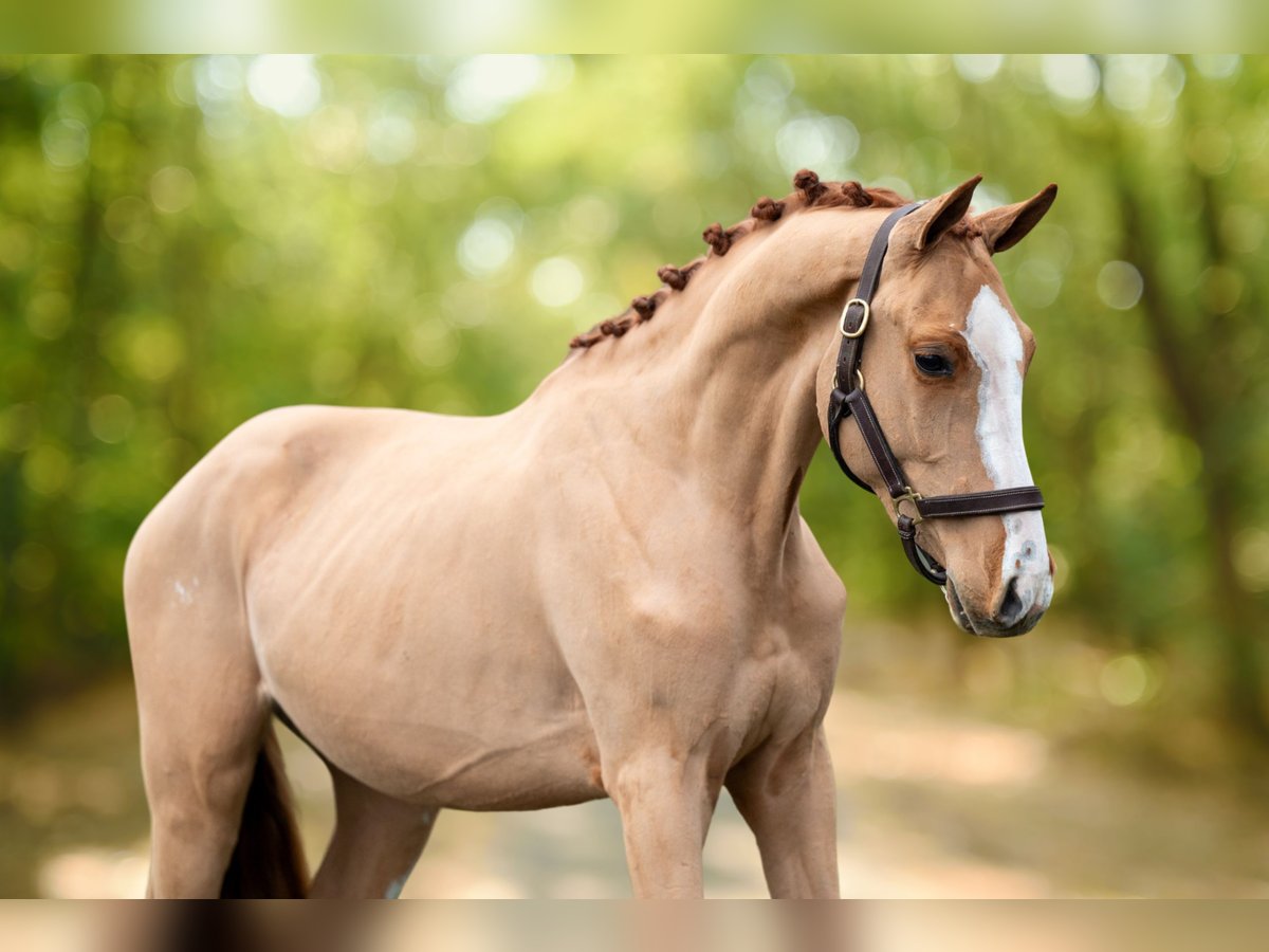 Zangersheide Caballo castrado 3 años 100 cm in GROTE-BROGEL