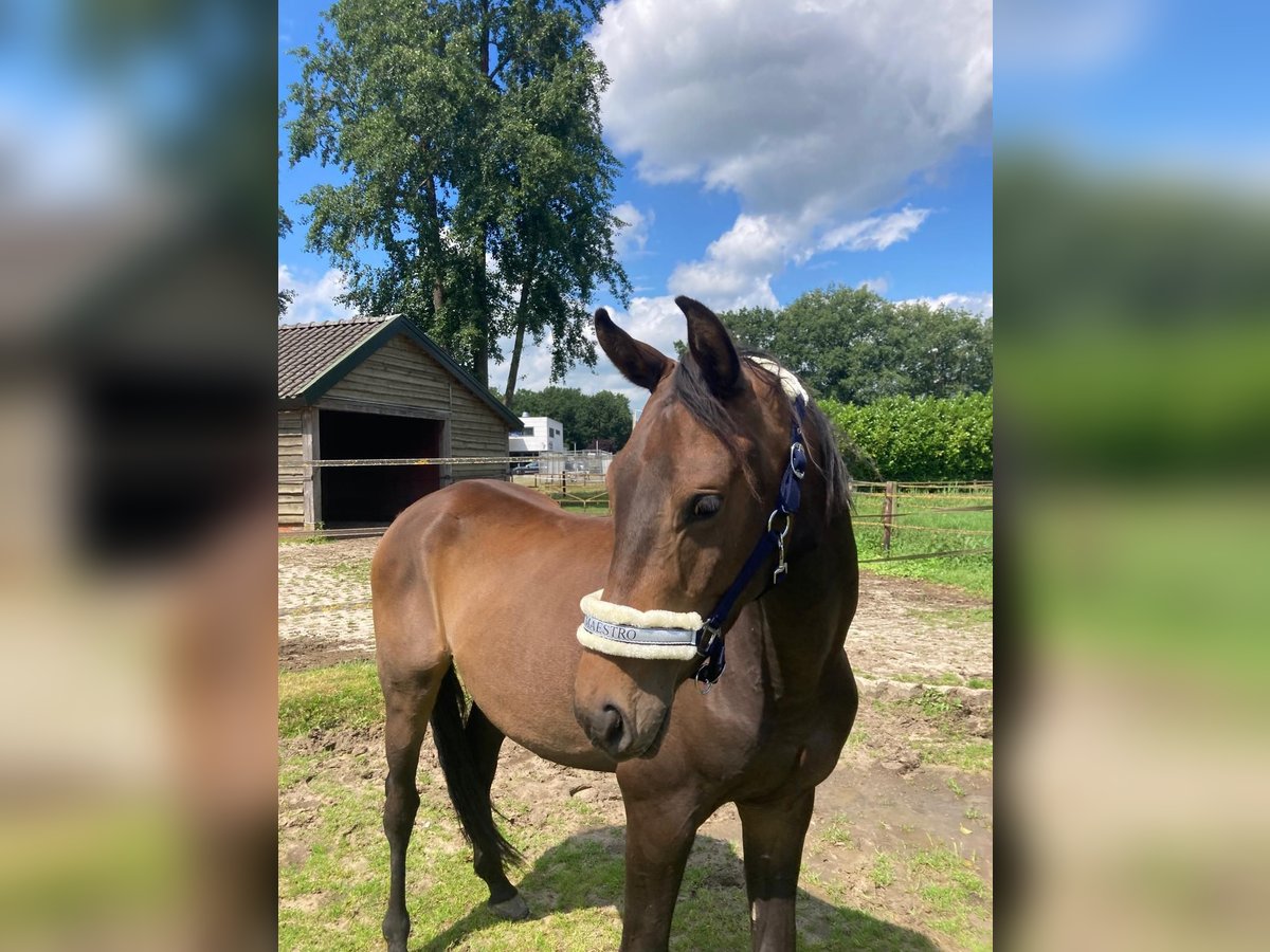 Zangersheide Caballo castrado 3 años 153 cm Castaño oscuro in Ommen