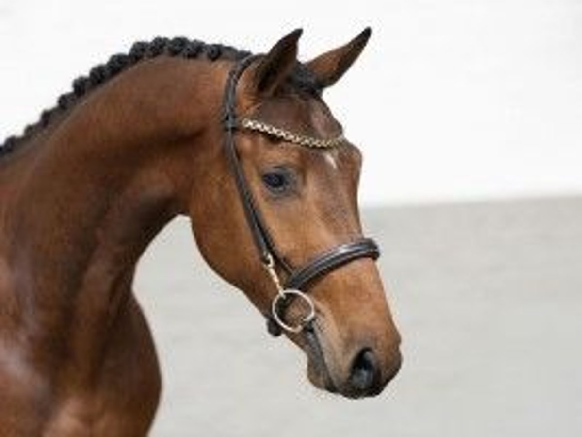 Zangersheide Caballo castrado 3 años 161 cm Castaño in Heerde