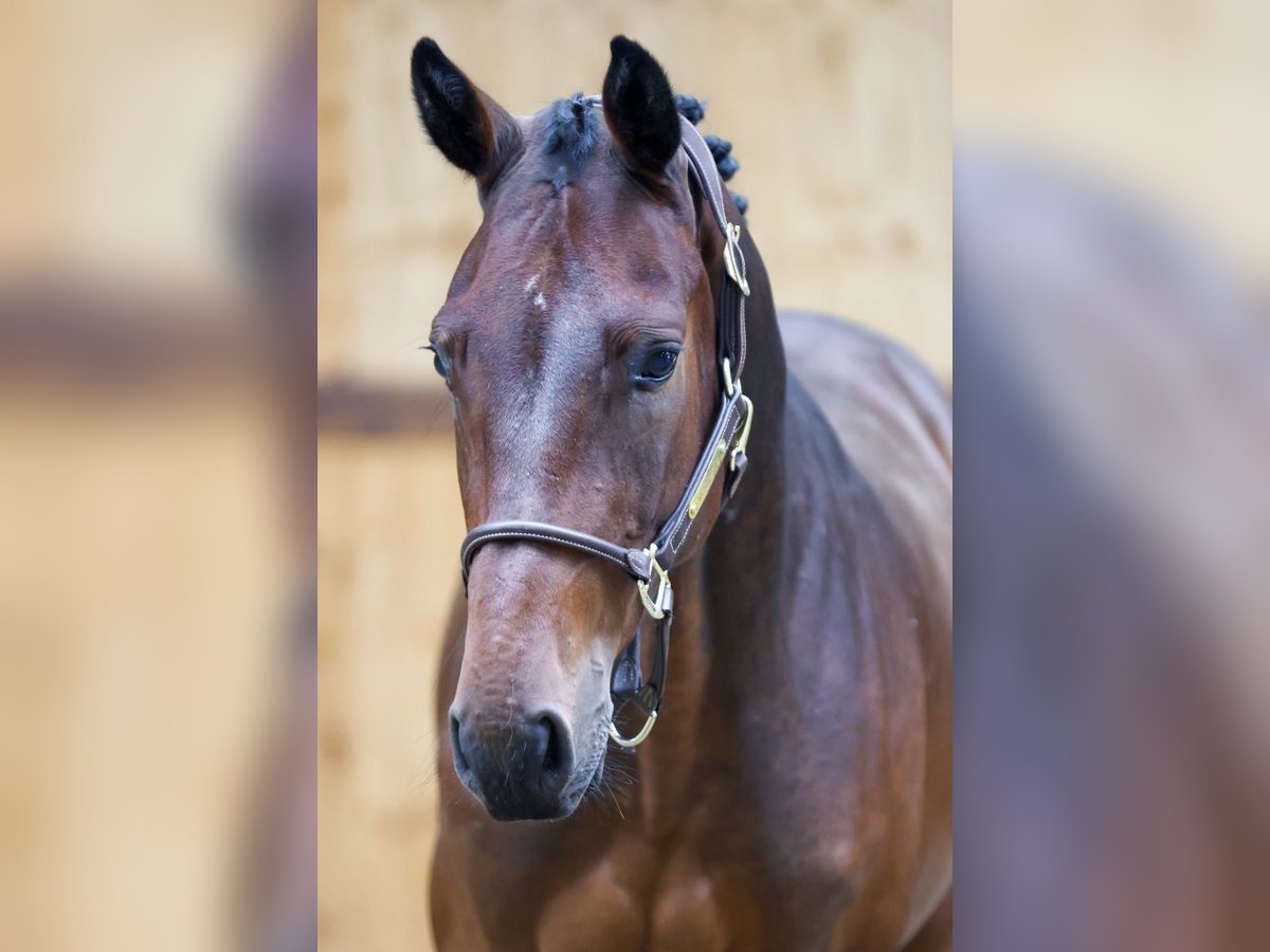 Zangersheide Caballo castrado 3 años 161 cm Castaño in Kinrooi